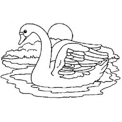 Cisne #2771