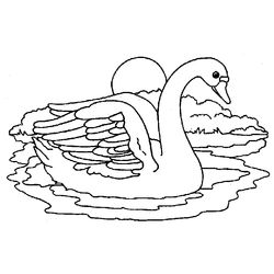 Cisne #2772