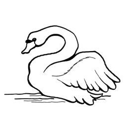 Cisne #2777