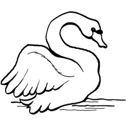 Cisne #2778