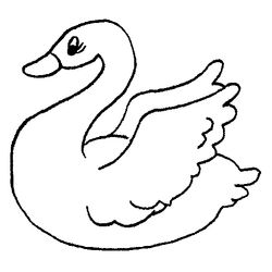 Cisne #2779