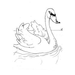 Cisne #2781