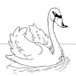 Cisne #2782