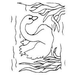 Cisne #2784
