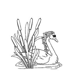 Cisne #2788