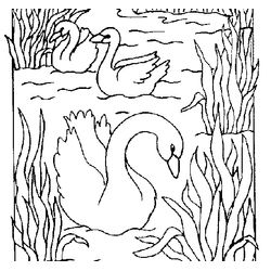Cisne #2789