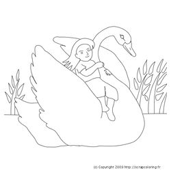 Cisne #2791