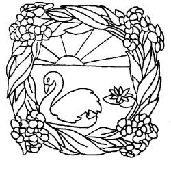 Cisne #2792