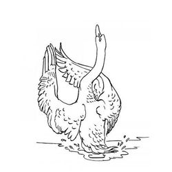 Cisne #2794