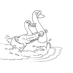Cisne #2795
