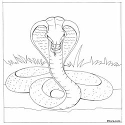 Cobra #2811