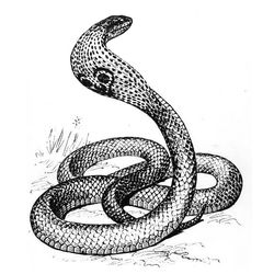 Cobra #2814