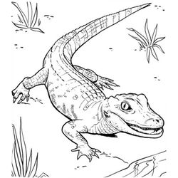 Cocodrilo #2841