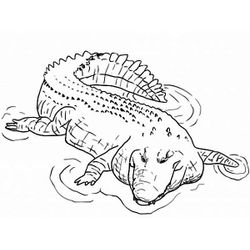 Cocodrilo #2856