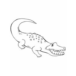 Cocodrilo #2863