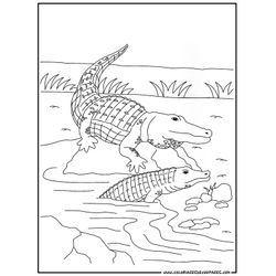 Cocodrilo #2872