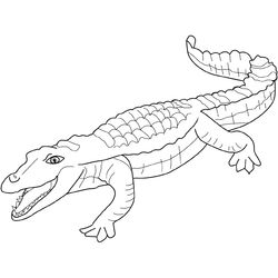 Cocodrilo #2890