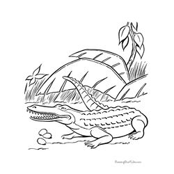 Cocodrilo #2901