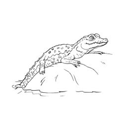 Cocodrilo #2924