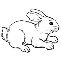 Conejo #3006