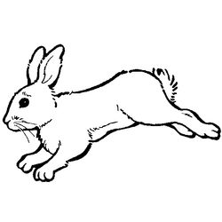 Conejo #3007