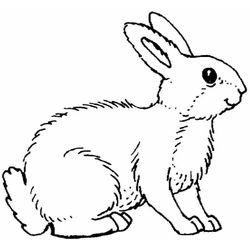 Conejo #3022