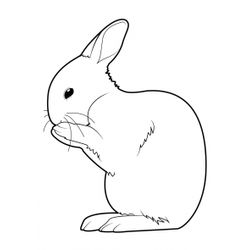 Conejo #3024