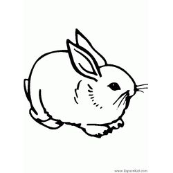 Conejo #3025