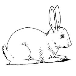 Conejo #3032