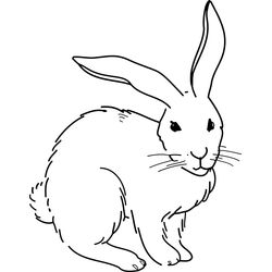 Conejo #3036