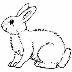 Conejo #3045