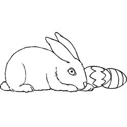 Conejo #3047