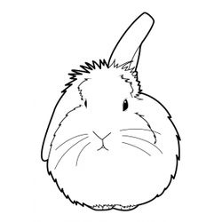Conejo #3053