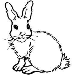 Conejo #3078