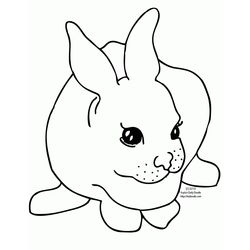 Conejo #3084