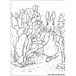Conejo #3086