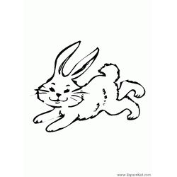 Conejo #3095