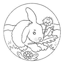 Conejo #3096