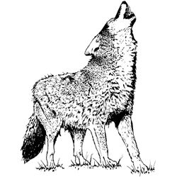 Coyote #3197