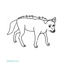 Coyote #3207