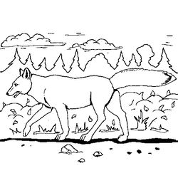 Coyote #3217