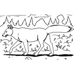 Coyote #3241