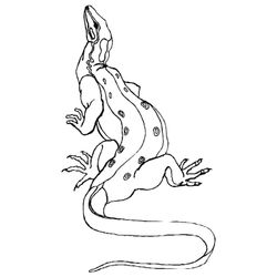 Dragón #3581