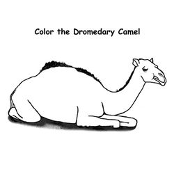 Dromedario #3682