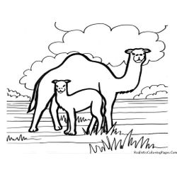 Dromedario #3696