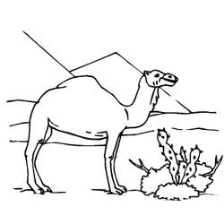 Dromedario #3697