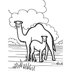 Dromedario #3724