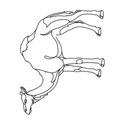 Dromedario #3727
