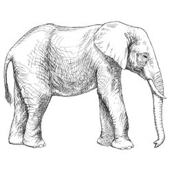 Elefante #3750