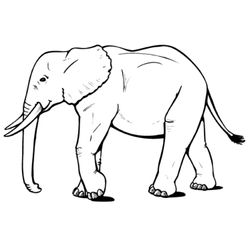Elefante #3754